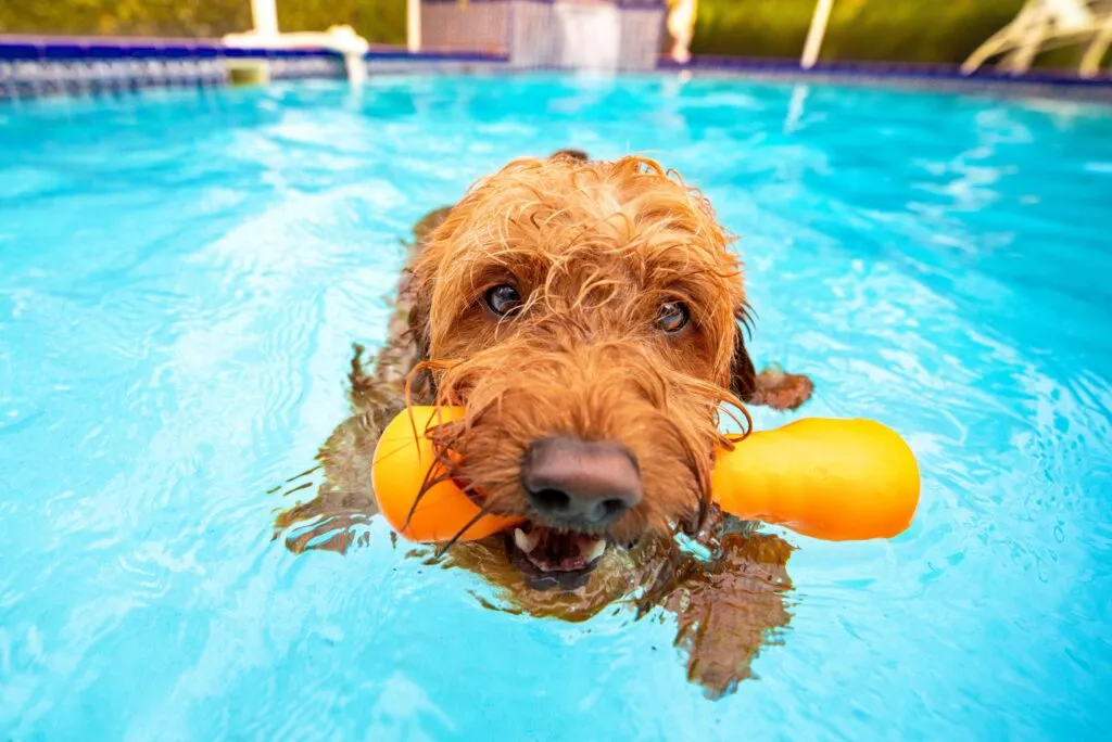 Hund schwimmt zur Abk&uuml;hlung im Pool