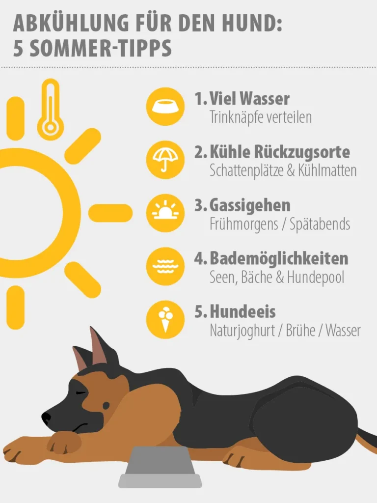 Infografik mit Tips, um Abk&uuml;hlung f&uuml;r Hunde zu schaffen