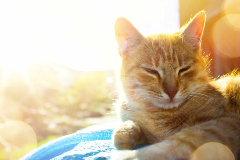 Katze liegt auf einer Decke.