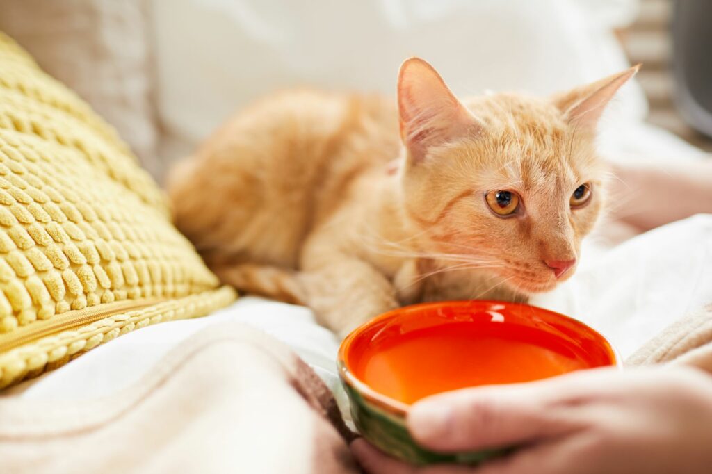 Katze bekommt einen Napf mit Wasser angeboten.