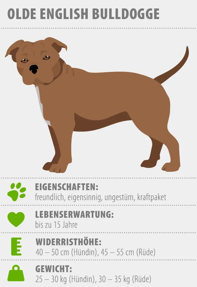 Merkmale Olde English Bulldog Hund