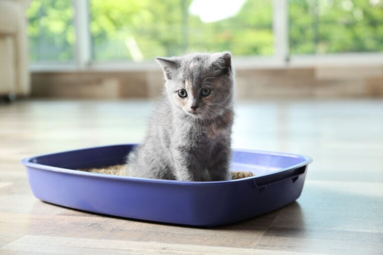 Kitten sitzt in Katzentoilette mit Katzenstreu