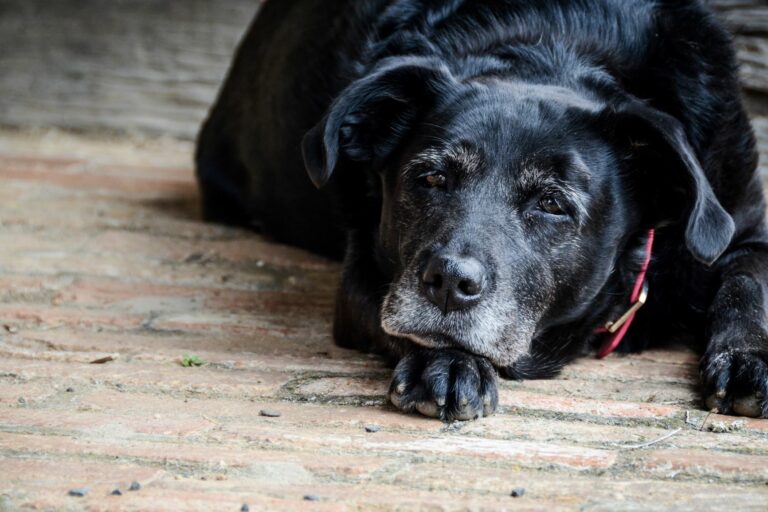 Ein altersschwacher Hund liegt auf einem Holzboden