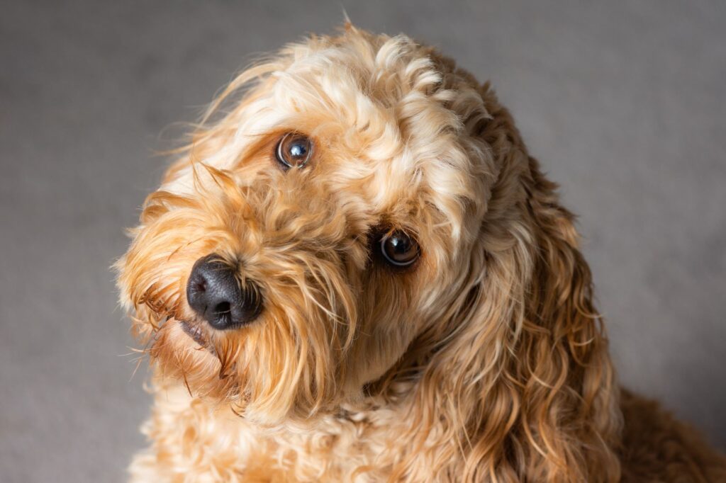 Cockapoo blickt in die Kamera