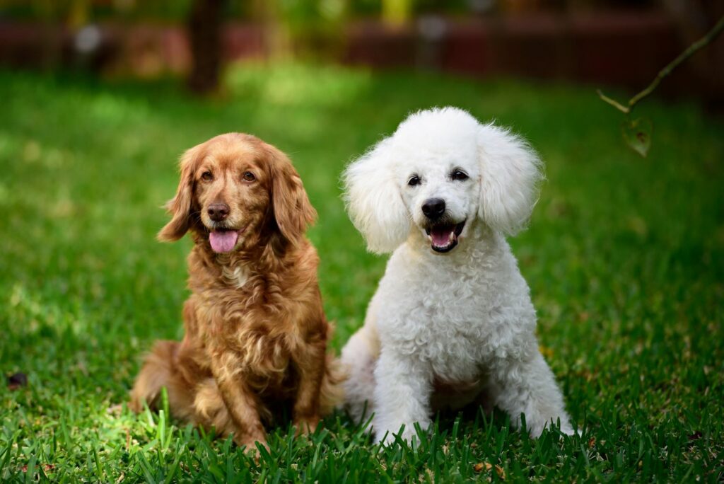 Ein Cocker Spaniel sitzt neben einem Pudel