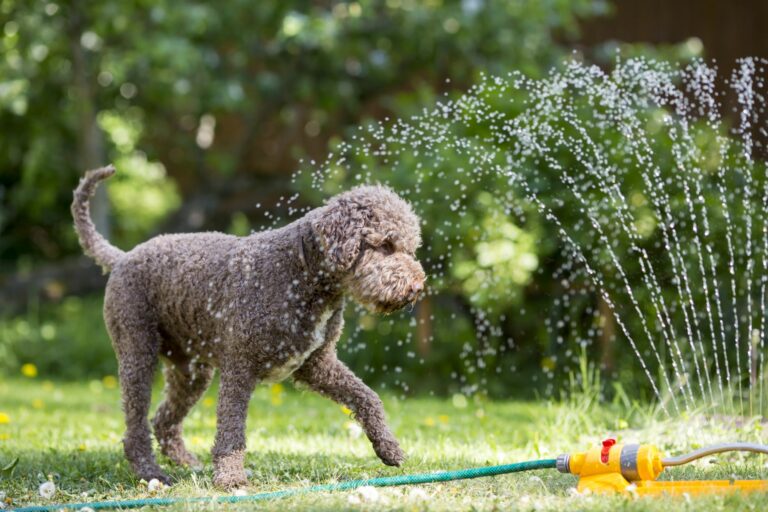 Abkühlung für Hunde mit dem Rasensprenger