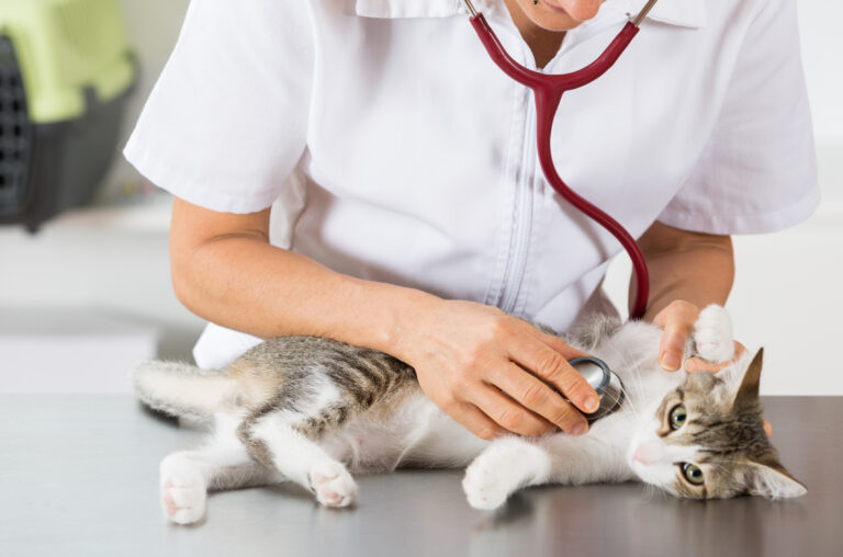 tierarzt horcht katze ab