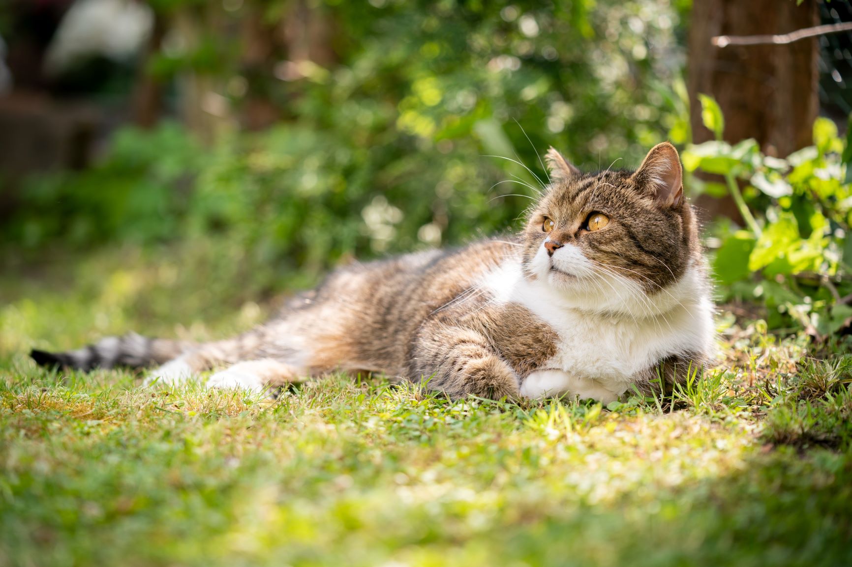 Katze Hechelt Sommer