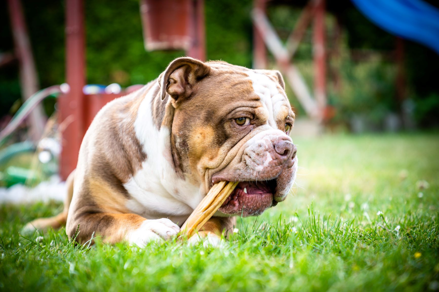 Olde English Bulldogge kaut auf einem Knochen