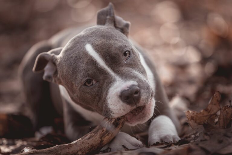 American Bully Welpe kaut Stock