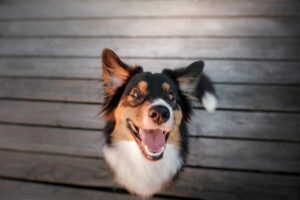 Mundgeruch bei Hunden: Ursachen und Behandlung