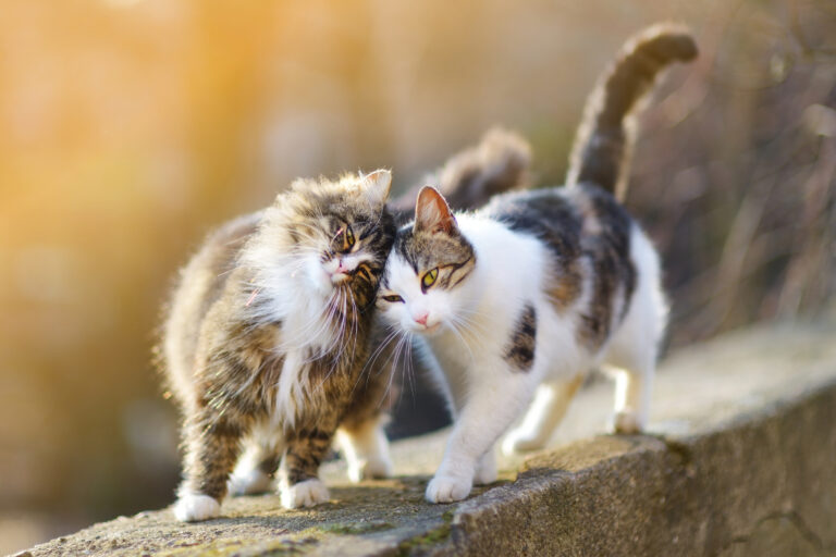 zwei katzen auf einer mauer