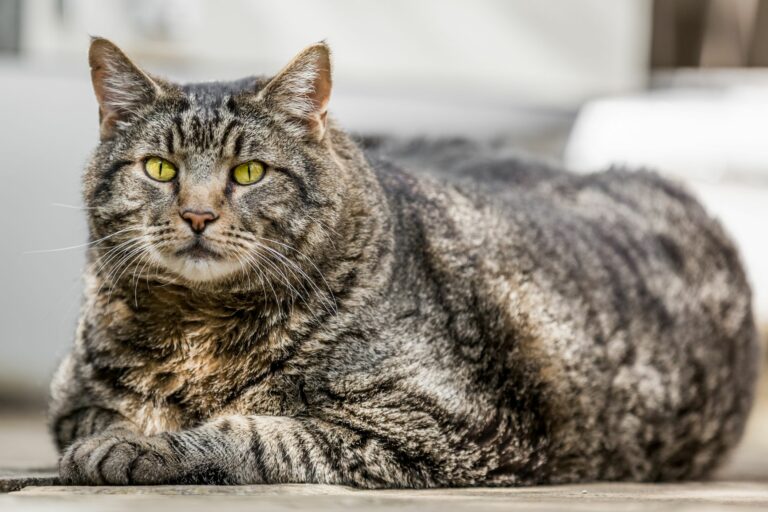 dicke katze mit diabetes liegt