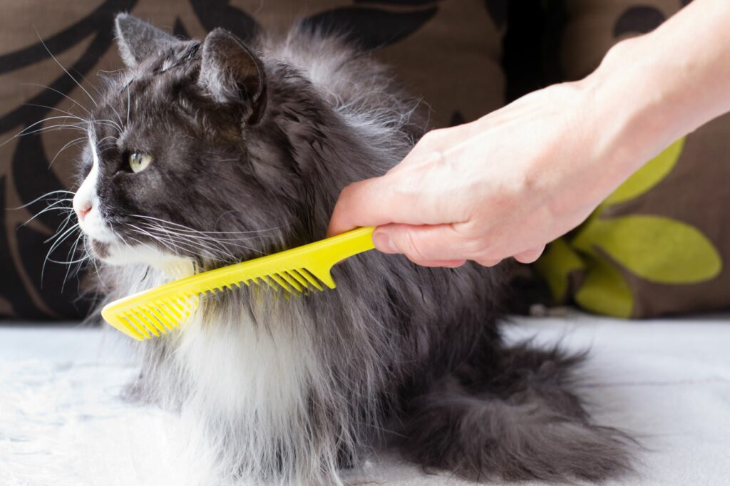Fellpflege mit Kamm Fellpflege bei Katzen mit einem Kamm.