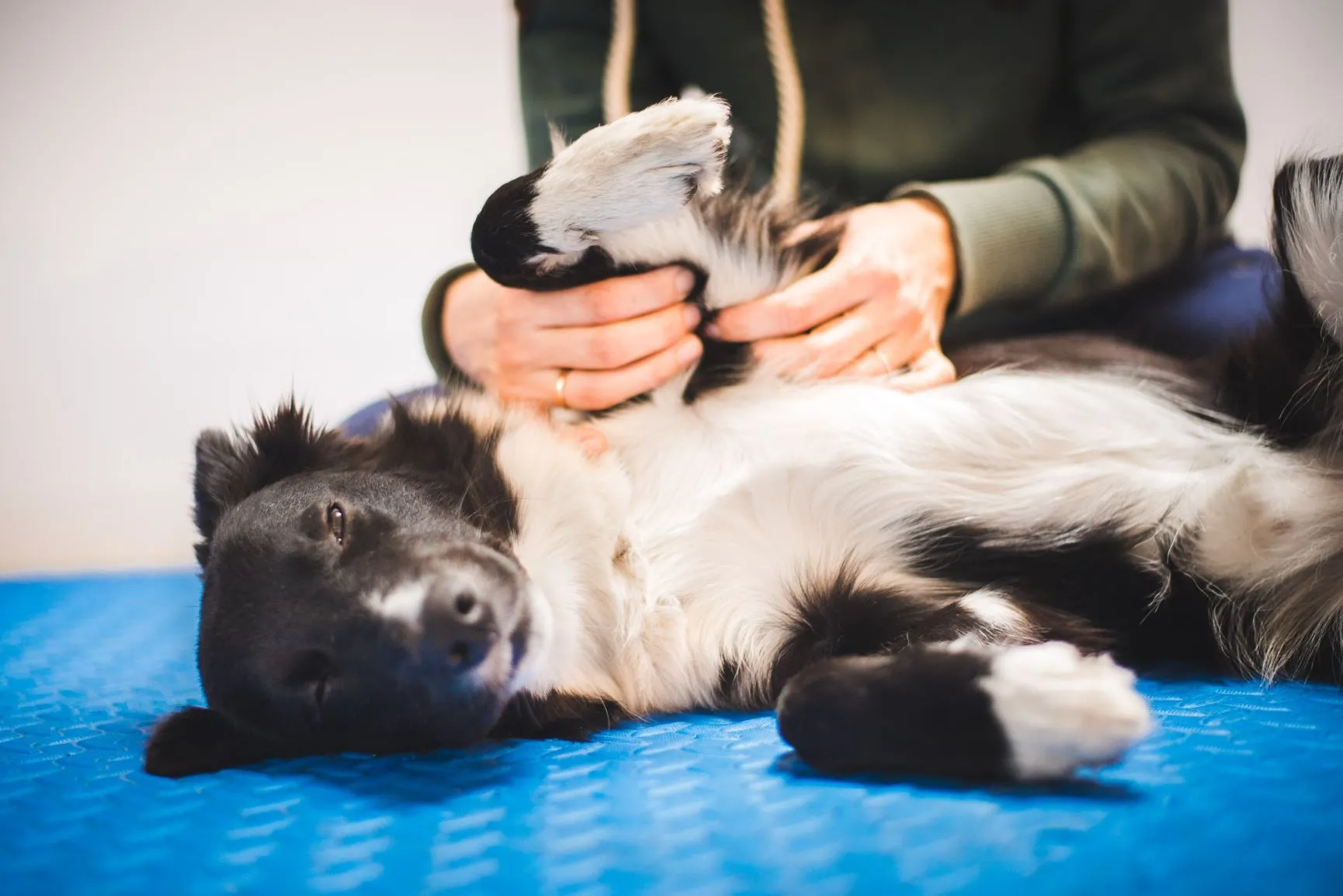 Massage-Hund Hund entspannt bei der Massage.