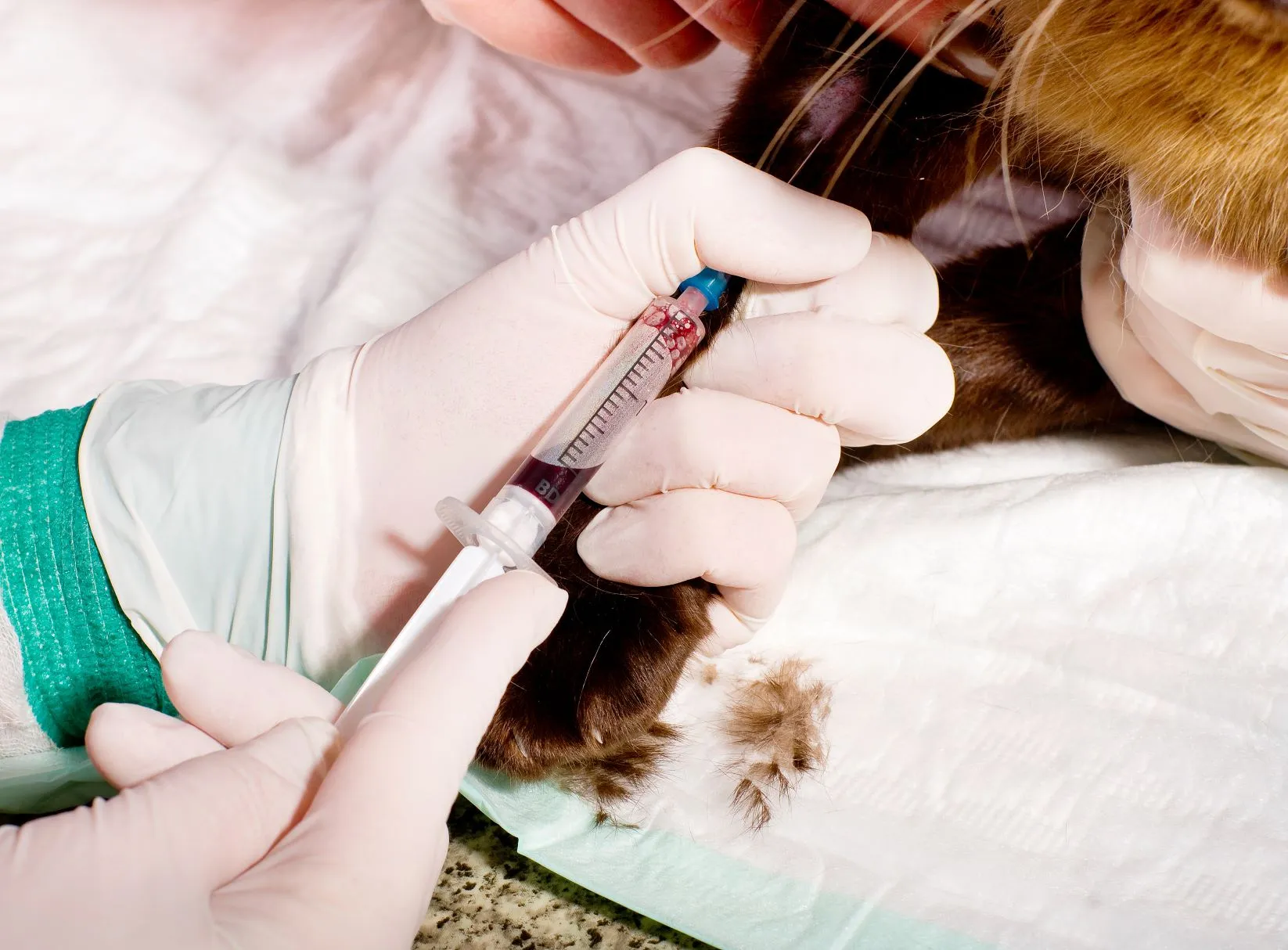 Tierarzt nimmt Blut bei einer Katze.