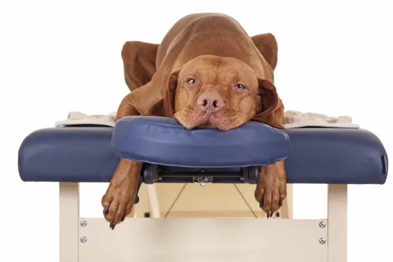 Hundemassage Hund auf Massageliege