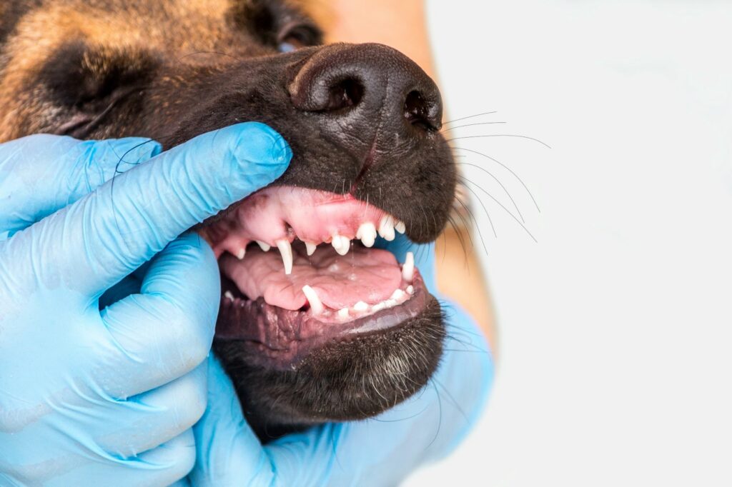Alter Hund Verliert Zähne Hund mit starkem Gebiss beißt in grünen