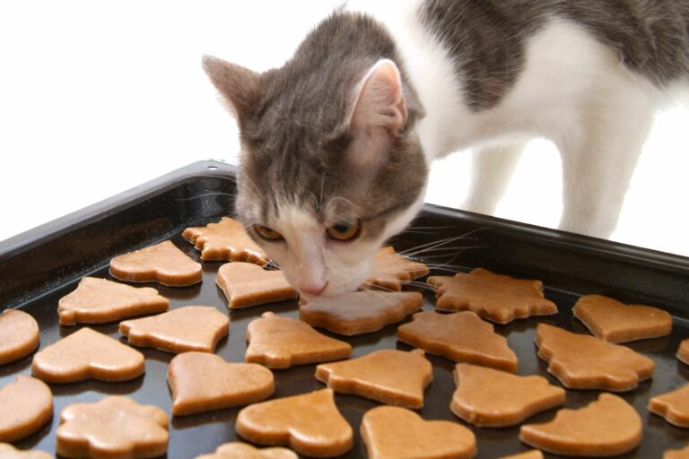 Katze schnuppert an Keksen auf Backblech