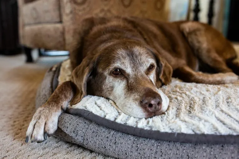 Alter Hund auf Hundebett Hunde Senior liegt auf Hundebett