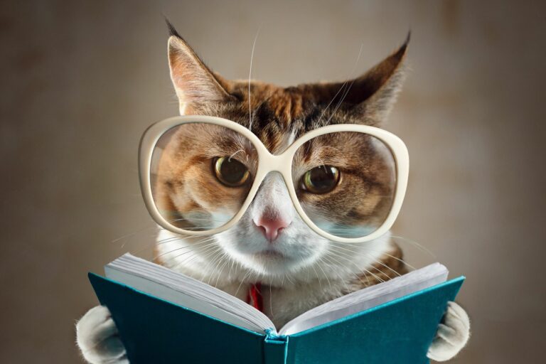 Katze mit Brille Katze mit Brille und Buch