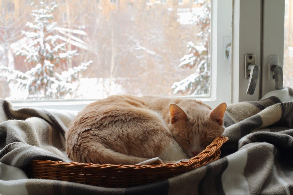 Können Katzen Im Winter Draußen Schlafen