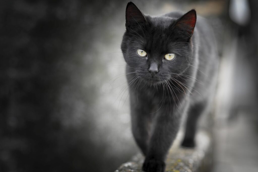Katze-Mauer Schwarze Katze läuft auf einer Mauer.