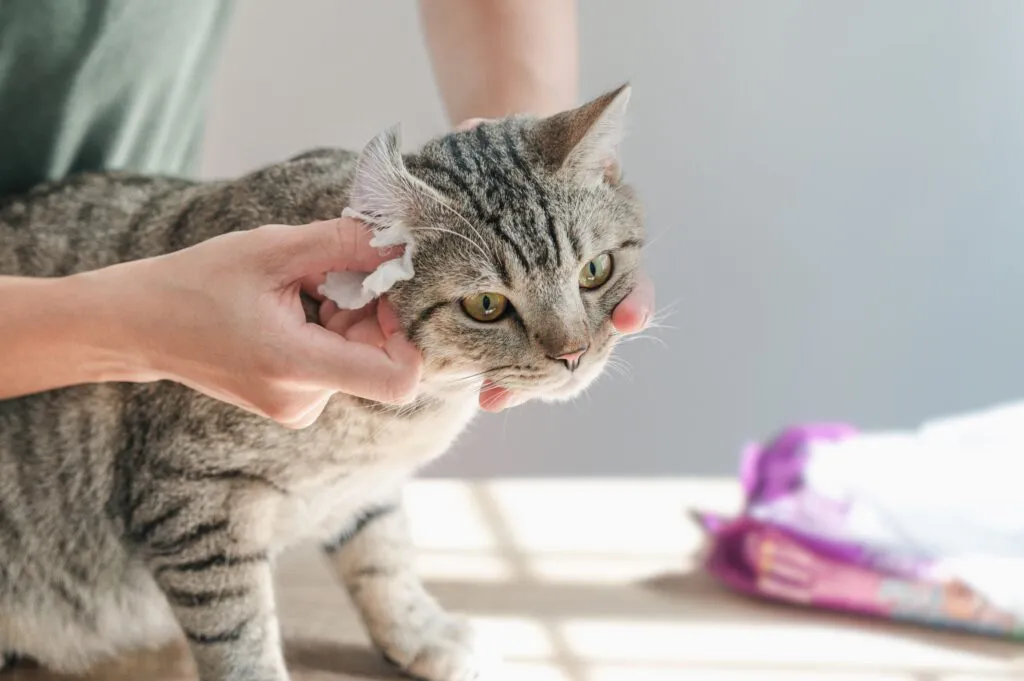 Frau s&auml;ubert einer Katze die Ohren