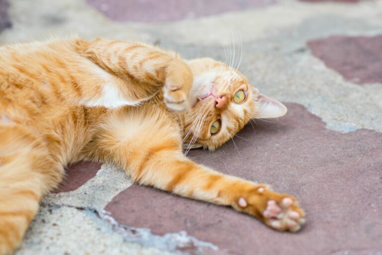 Eine Katze liegt auf einer Steinplatten