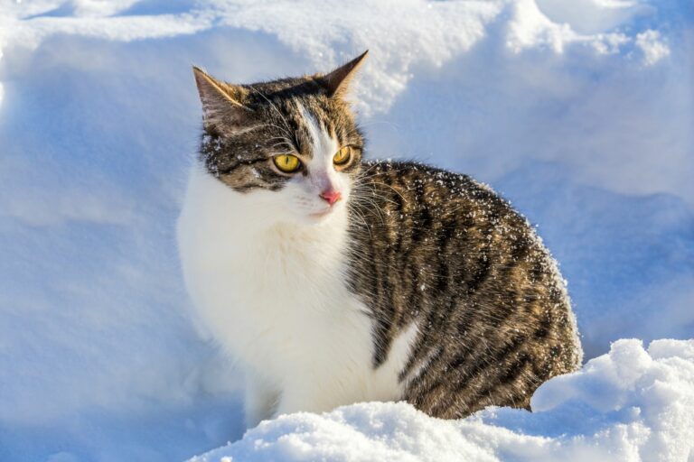 Katze sitzt im Tiefschnee