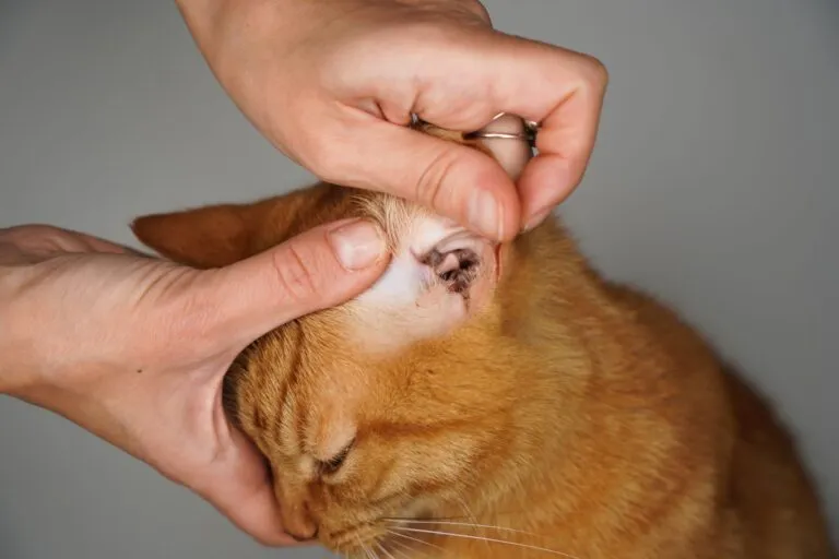 Katze wird auf Ohrmilben untersucht