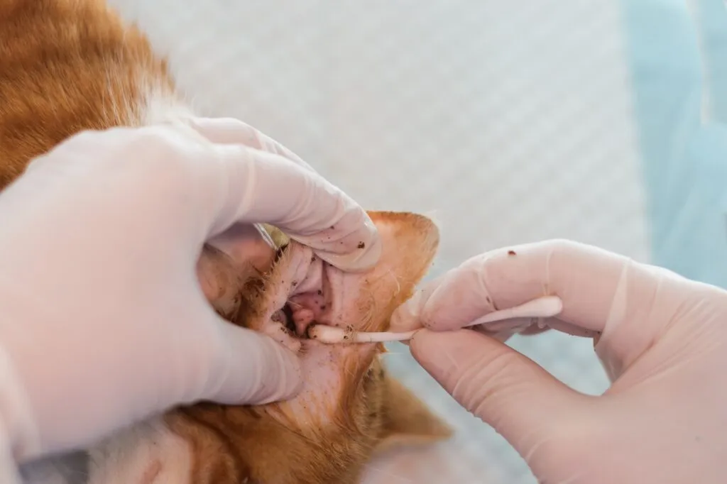 Tierarzt reinigt Ohr einer Katze mit Ohrmilbenbefall