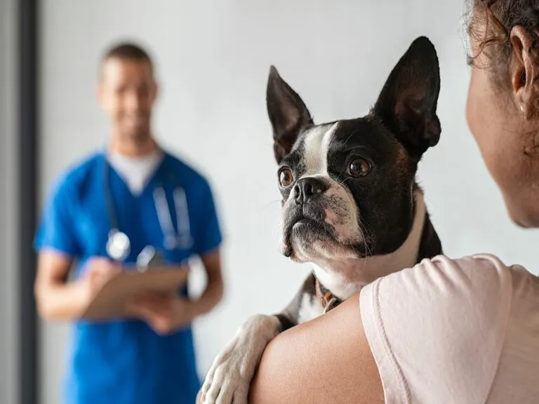 Frau mit Boston Terrier beim Tierarzt Frau mit Hund im Arm beim Tierarzt