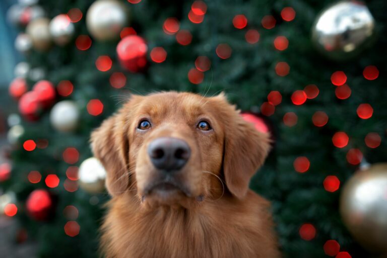 hund sitzt vor geschmücktem weihnachtsbaum