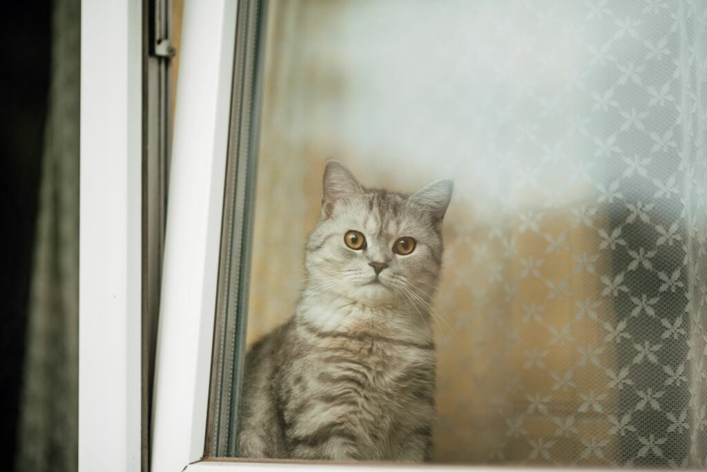 Katze vor gekipptem Fenster Wohnung katzensicher machen: Gekippte Fenster sind gefährlich