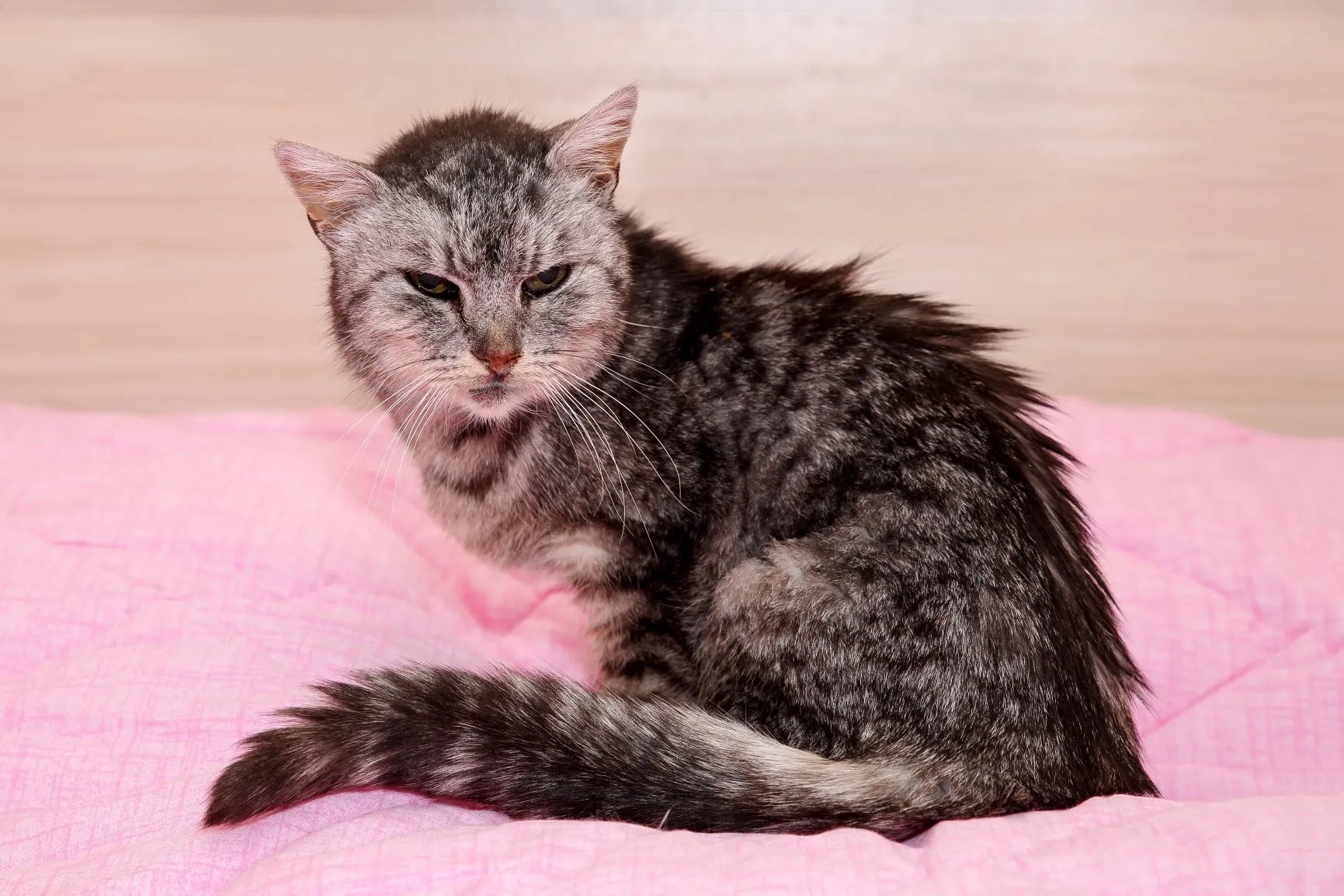 Altersschwche bei Katzen: So erkennen Sie die Symptome | zooplus Magazine