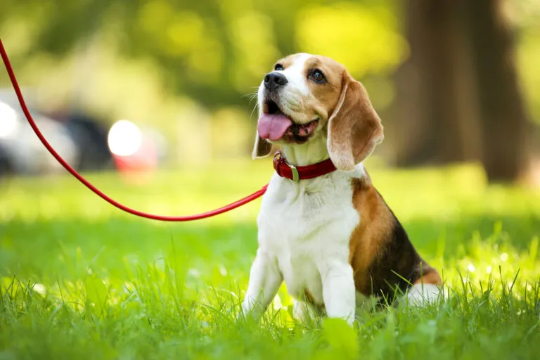 Beagle sitzt im Gras Beagle an der Leine im Park