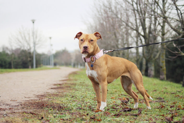 Pitbull wartet aufmerksam am Wegesrand