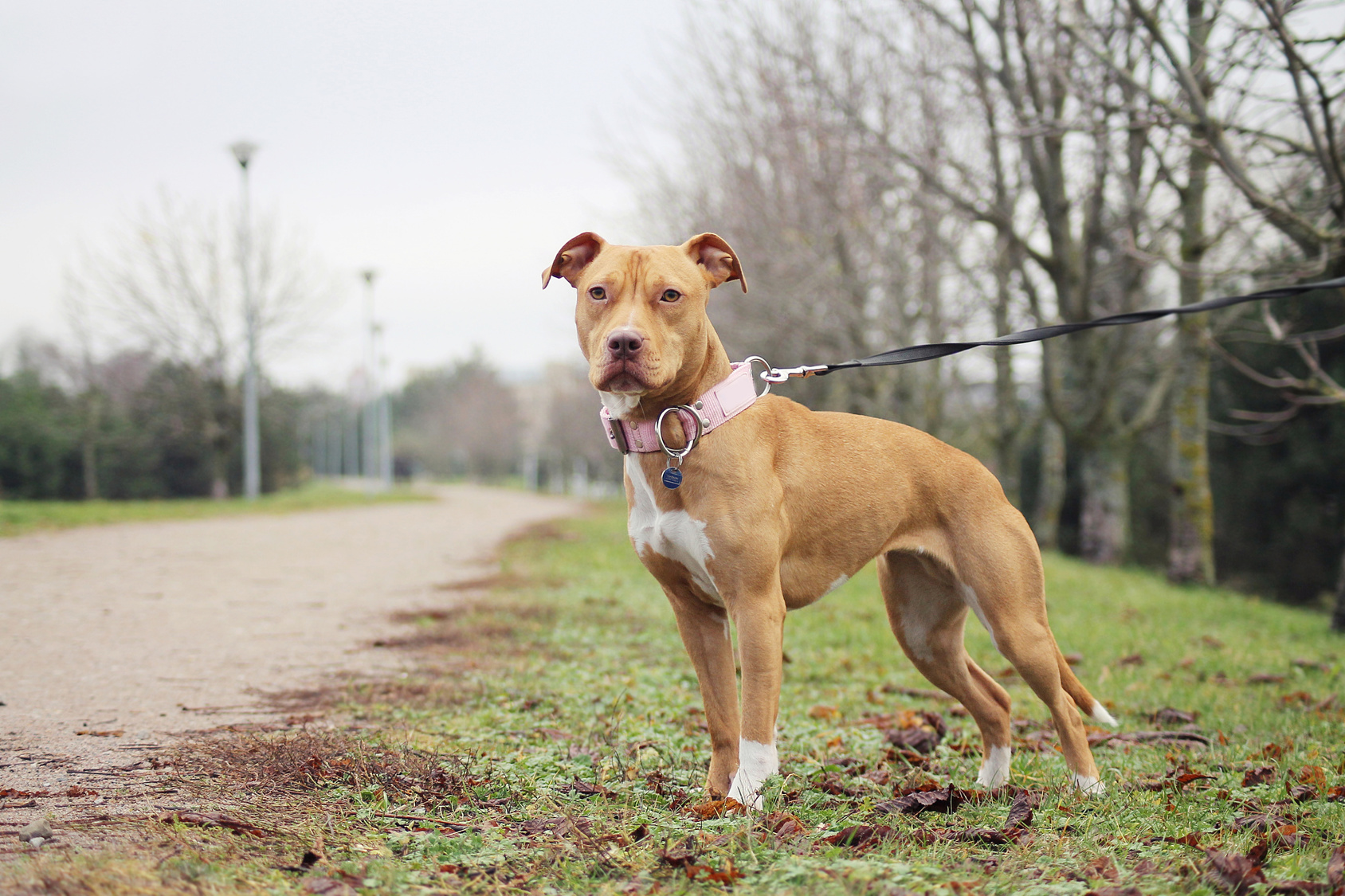 American Pit Bull Terrier - Hunderassen | zooplus.ch