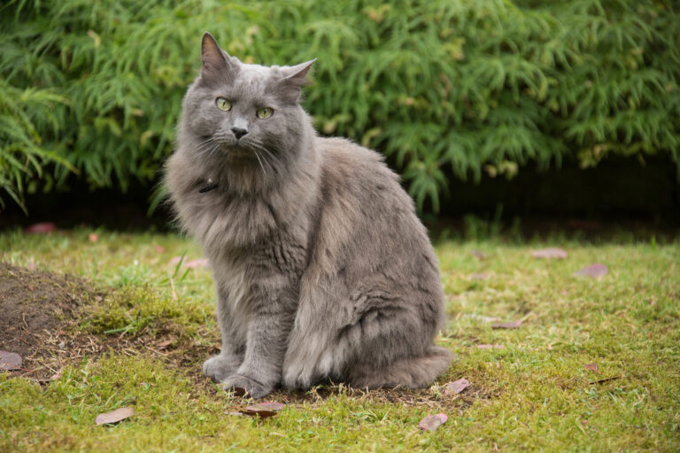 Nebelung sitzt im Garten