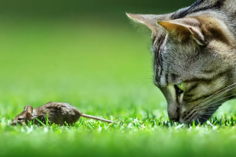 Katze entwurmen wegen Jagd auf Mäuse
