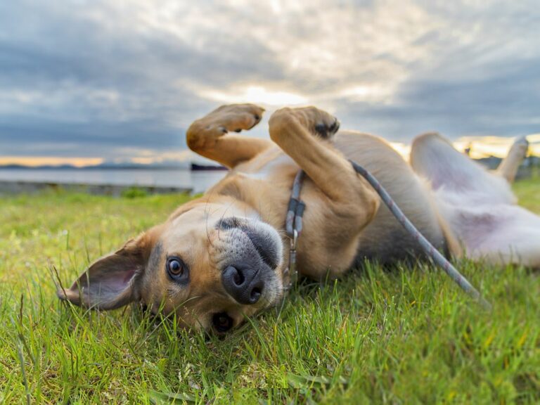 Deutscher Schäferhund liegt auf dem Rücken im Gras