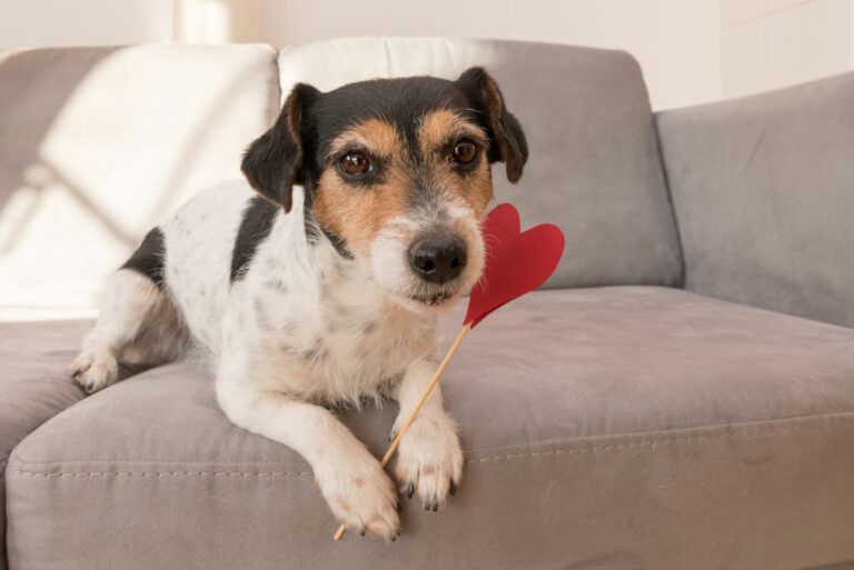 Hund auf der Couch mit Herz zwischen den Pfoten Hund mit Herz im Maul