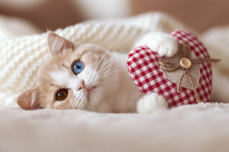 Katze kuschelt mit Plüschherz Katze mit Herz zwischen den Pfoten