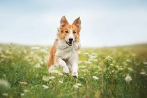 Zeckenbiss beim Hund: Zecken entfernen und vorbeugen