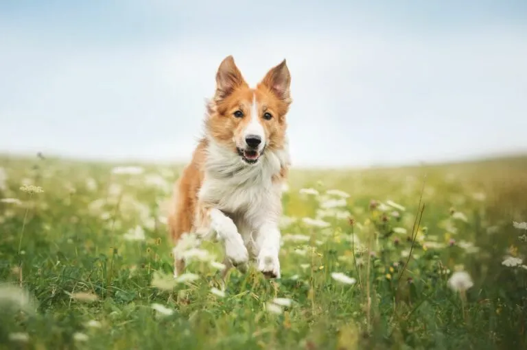 Ein rot-weißer Border Collie läuft über eine Wiese Zecken lauern im hohen Gras auf Hunde