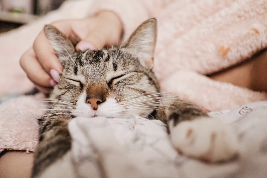Katze liegt neben Mensch und schnurrt Katze schnurrt