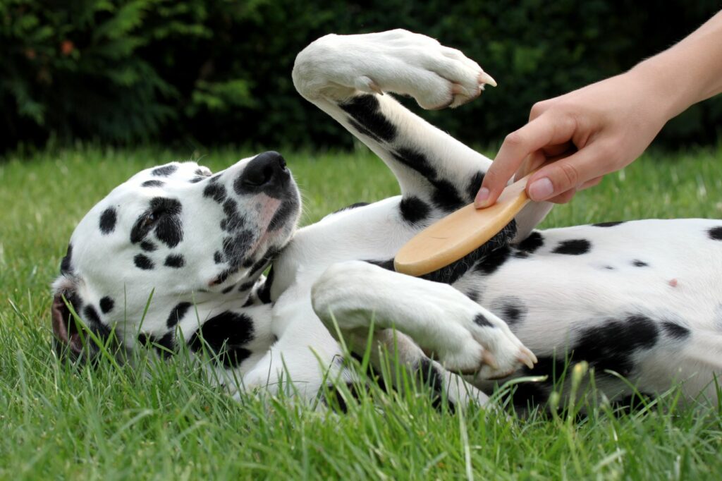 Dalmatiner geniesst die Fellpflege mit der Bürste