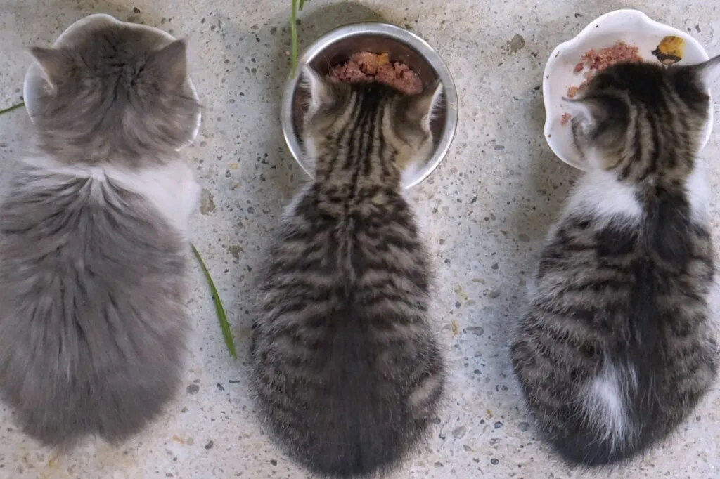 Drei Kitten fressen Futter aus Napf