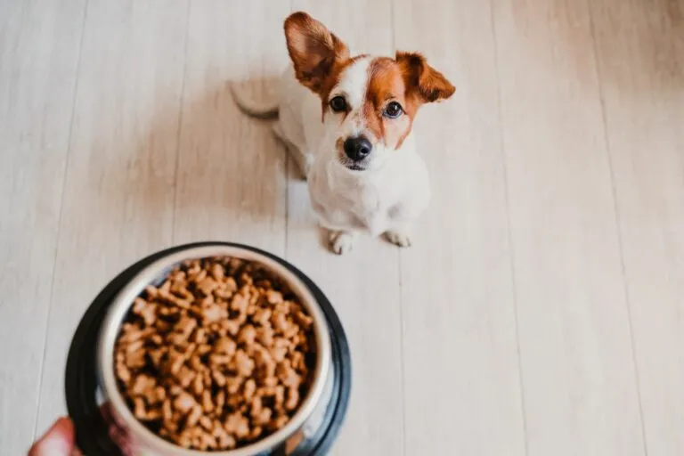 Hund sieht seinen gefüllten Futternapf